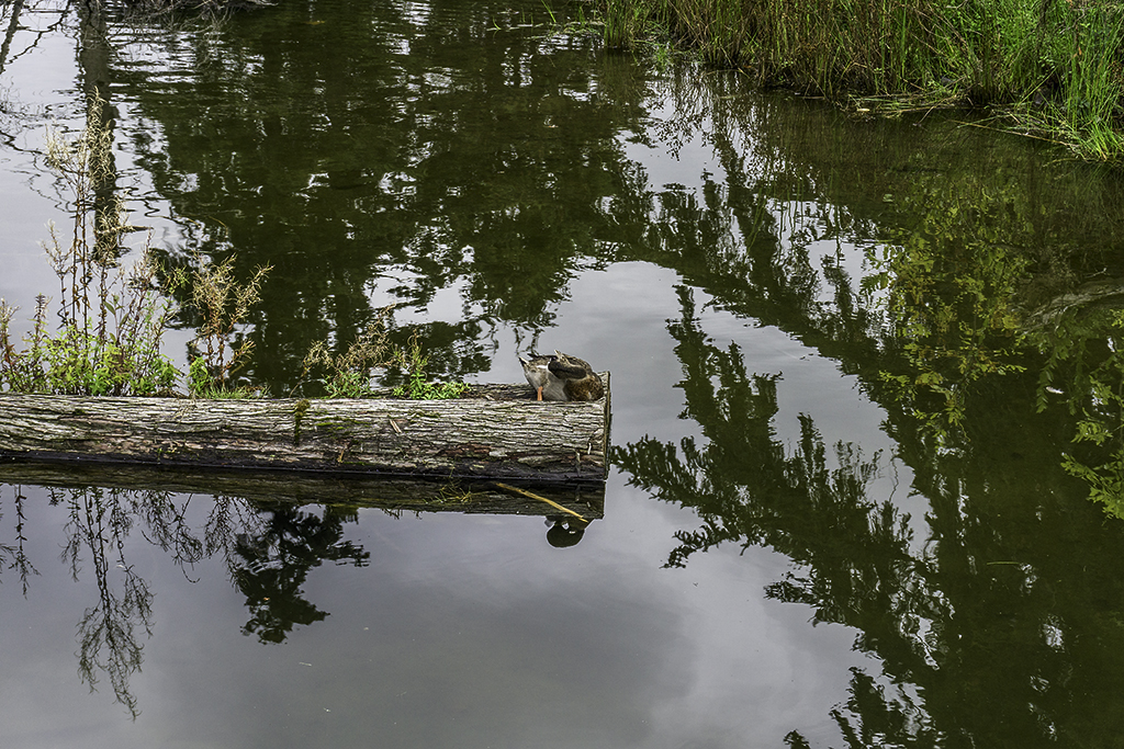 Turtle pond near MS