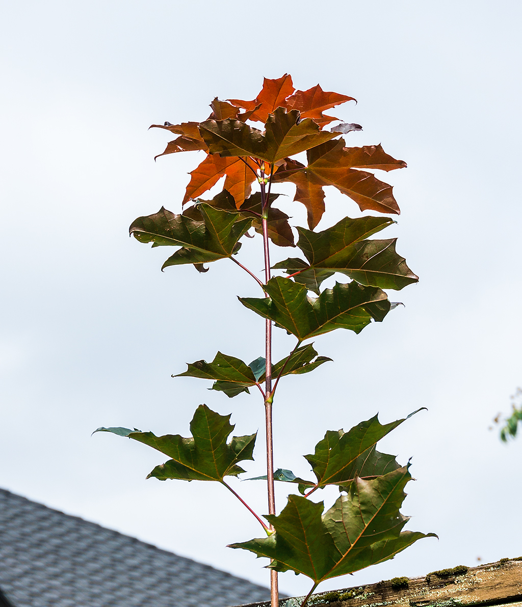 Exposed to the maple branch, blew out the sky. Love to shoot in manual