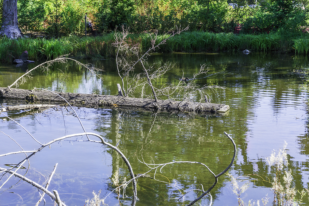 Sick of the pond yet