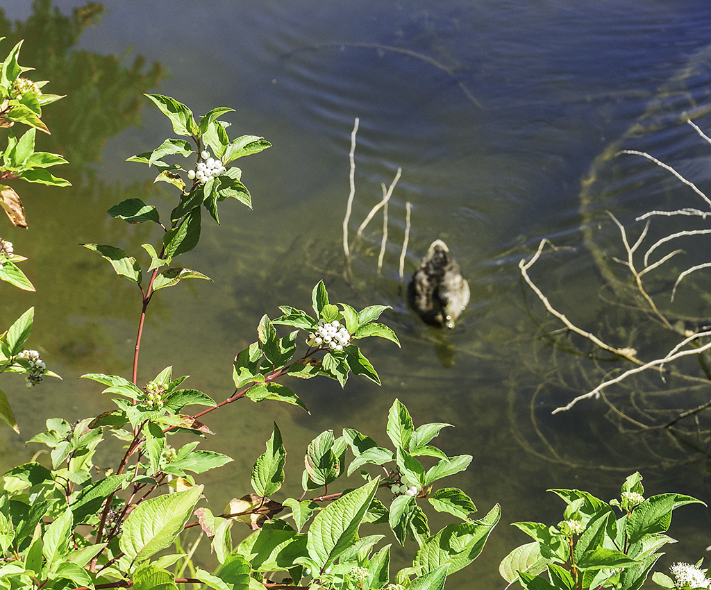 Darn turtle sees me coming and jumps off his log