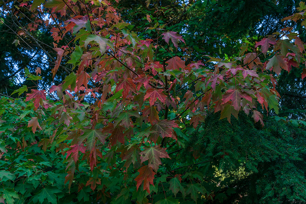 Autumn colors in Sept