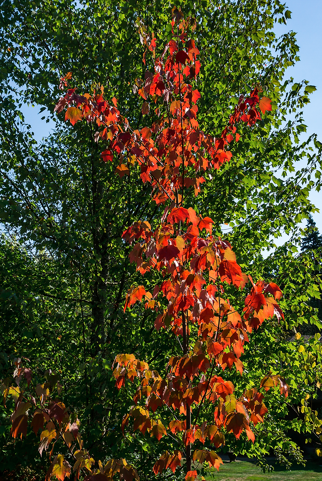 Autumn colors in Sept