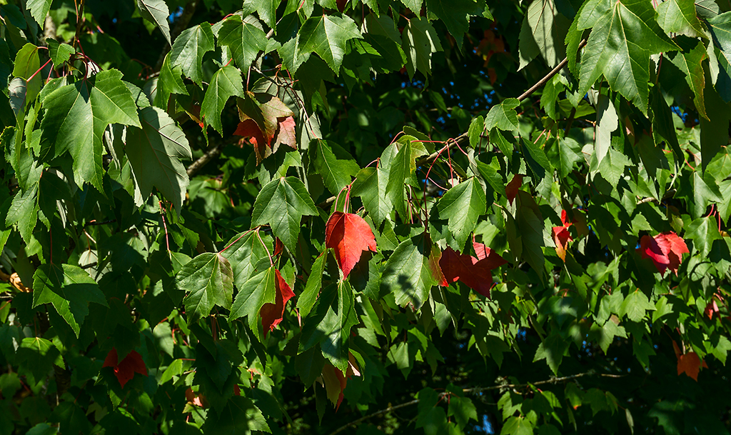 Autumn colors in Sept