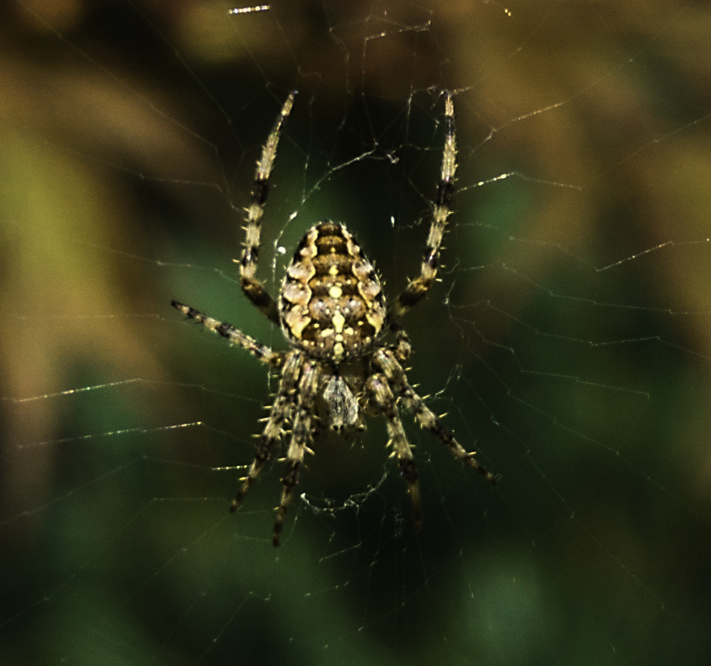 Spider in Paradise Valley