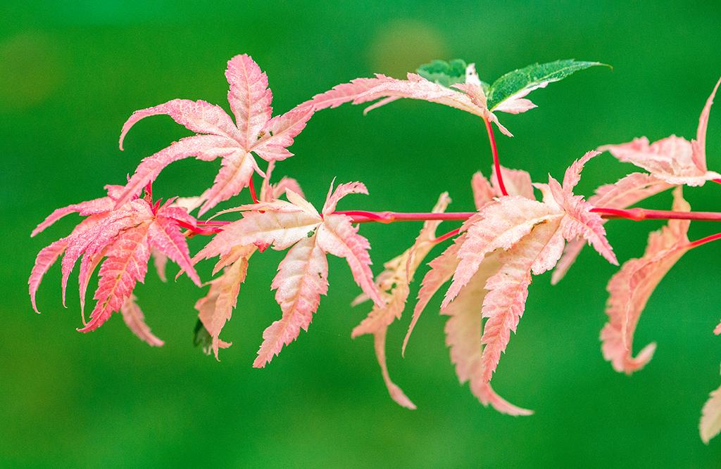 Autumn leaf