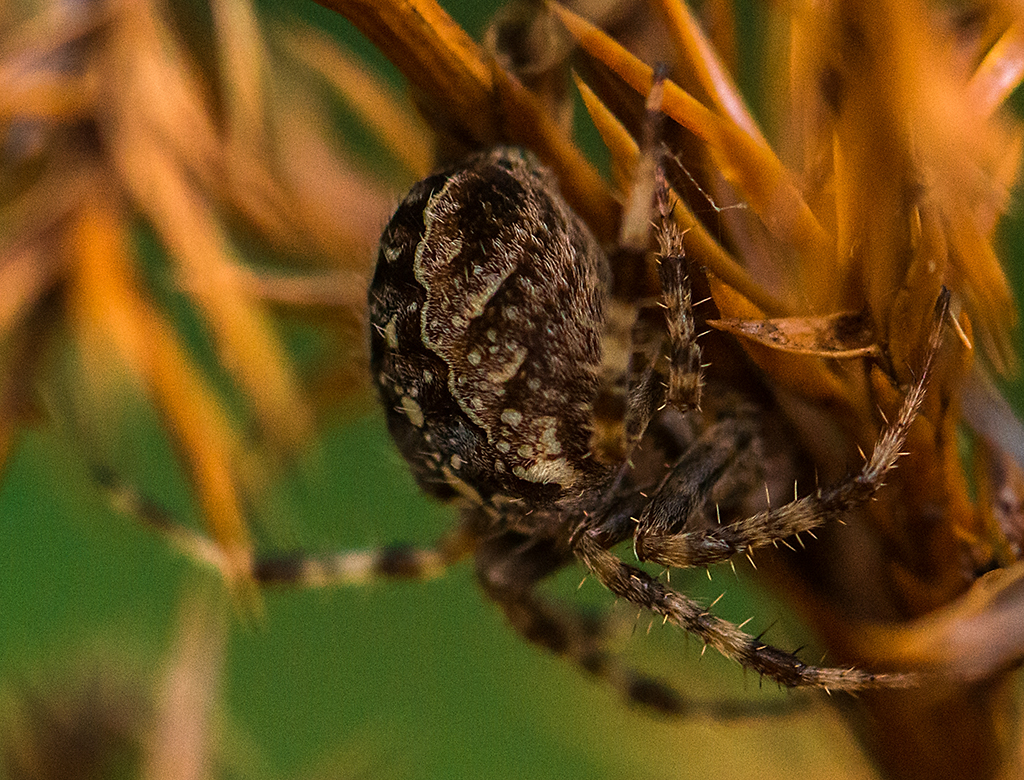 Arachnophobia