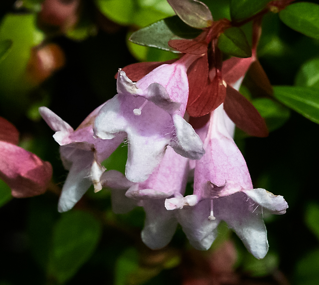 Pretty Flower - what is it?