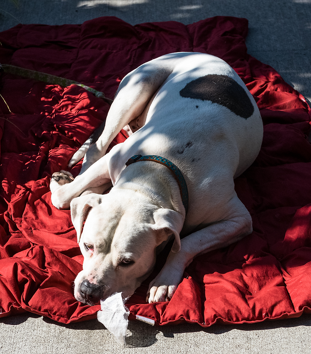 Dog outside Healeo in Seattle