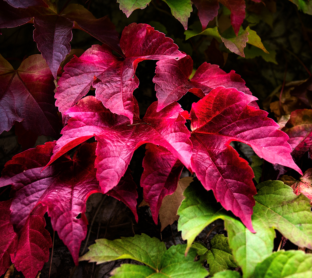 Autumn Ivy