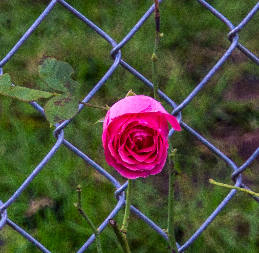 Rose through the Tate's back yard fence