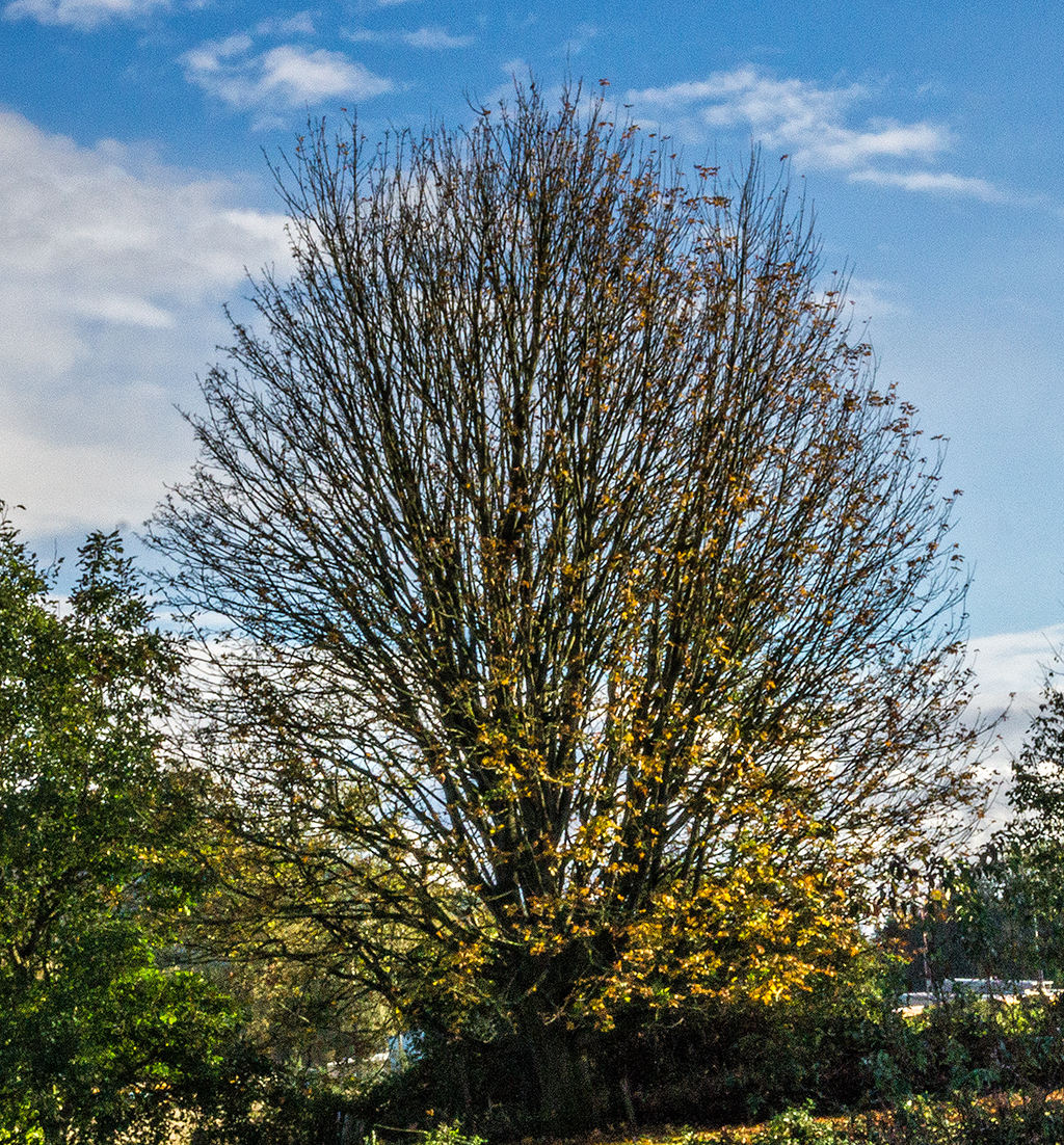 Oak Tree