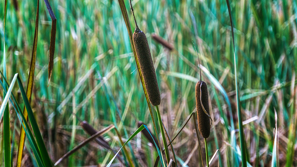 Cat Tails