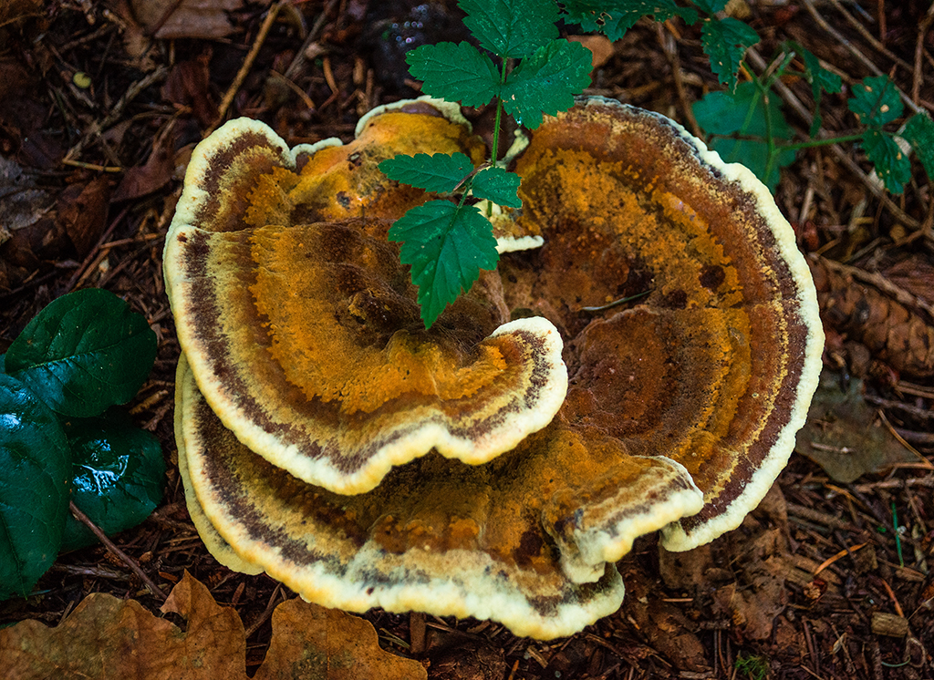 Tree fungus