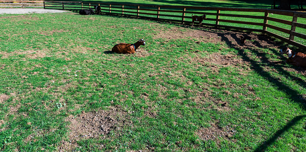 Goat at Farrel-McWhirter