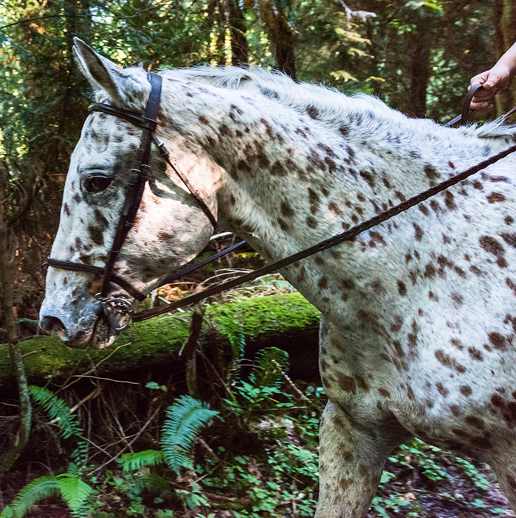 Passed us on the trail