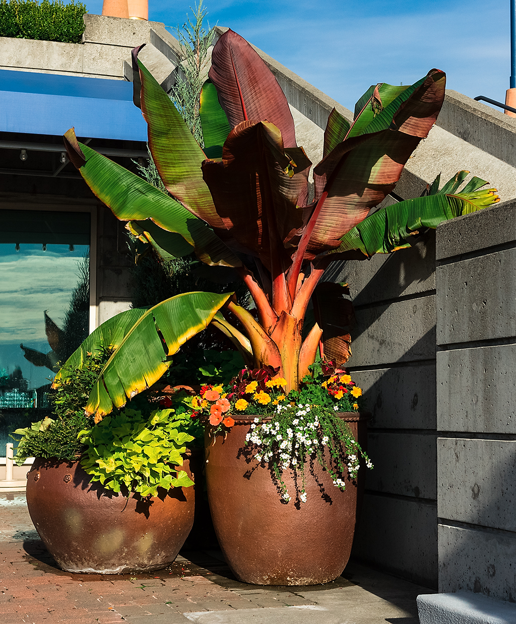 Restaurant ornamental plant