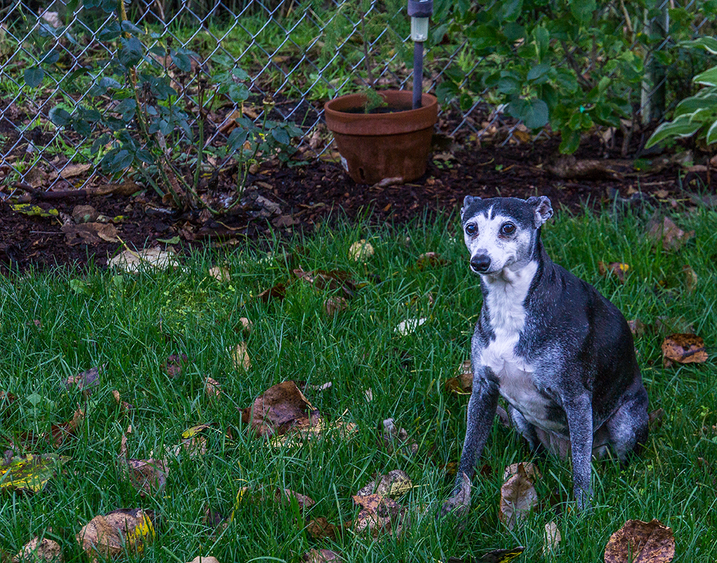 Luna in her new back yard