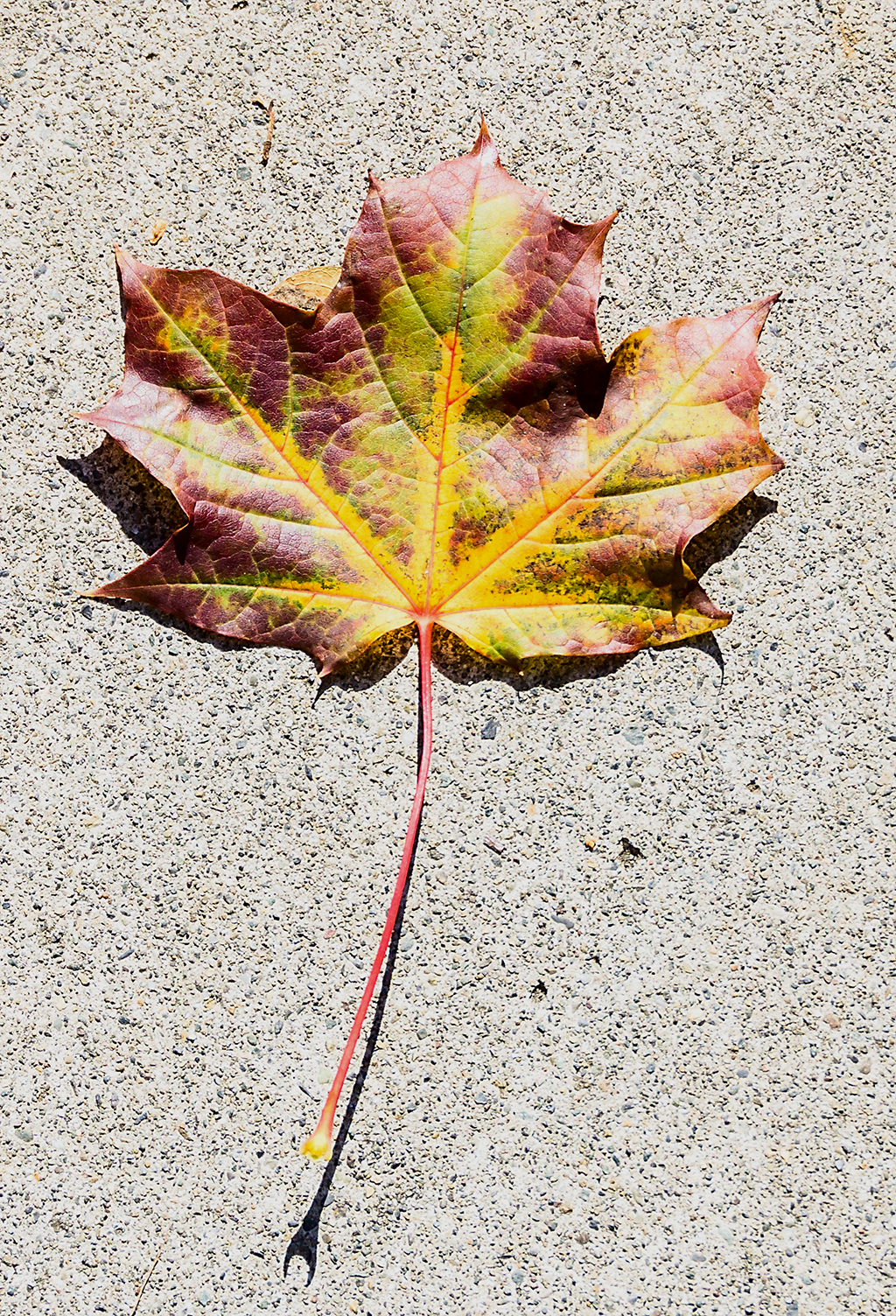 maple leaf