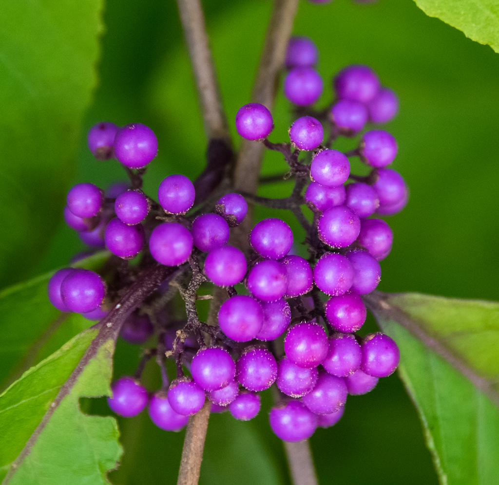 Say can I have some of your purple berries?