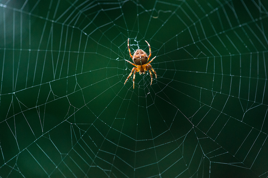 Spider in Paradise Valley