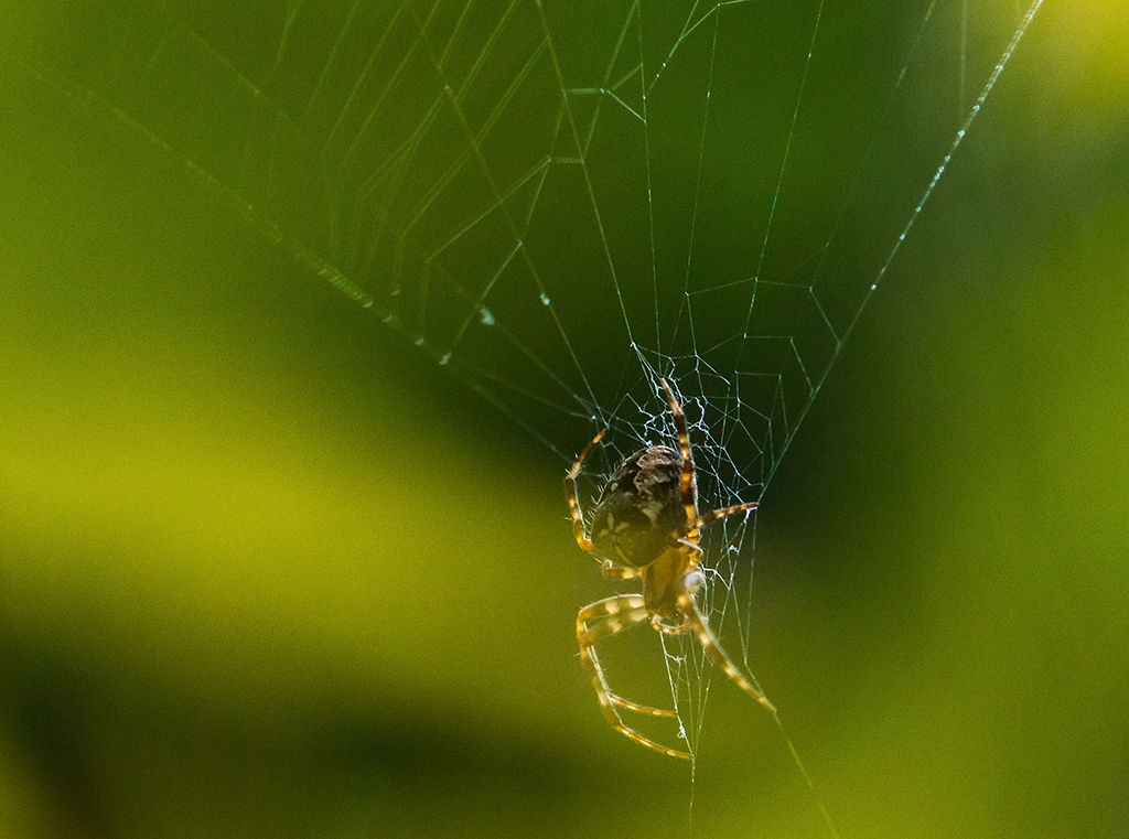 Spider in Paradise Valley