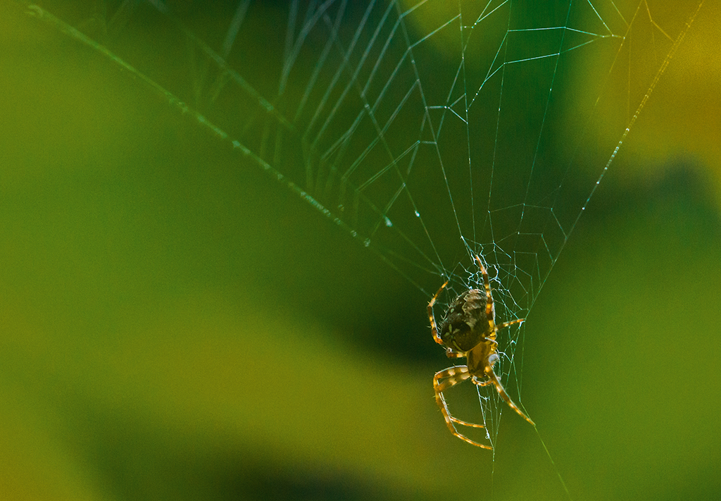 Spider in Paradise Valley