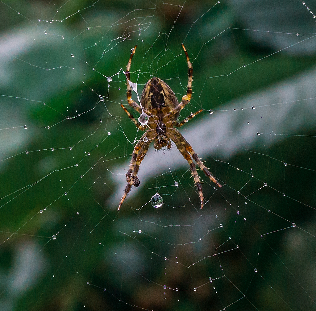 wet spider