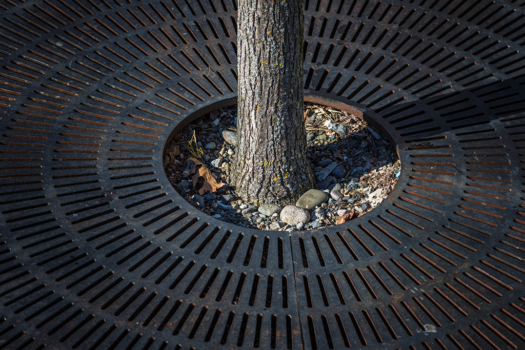 Base of Tree in Tacoma