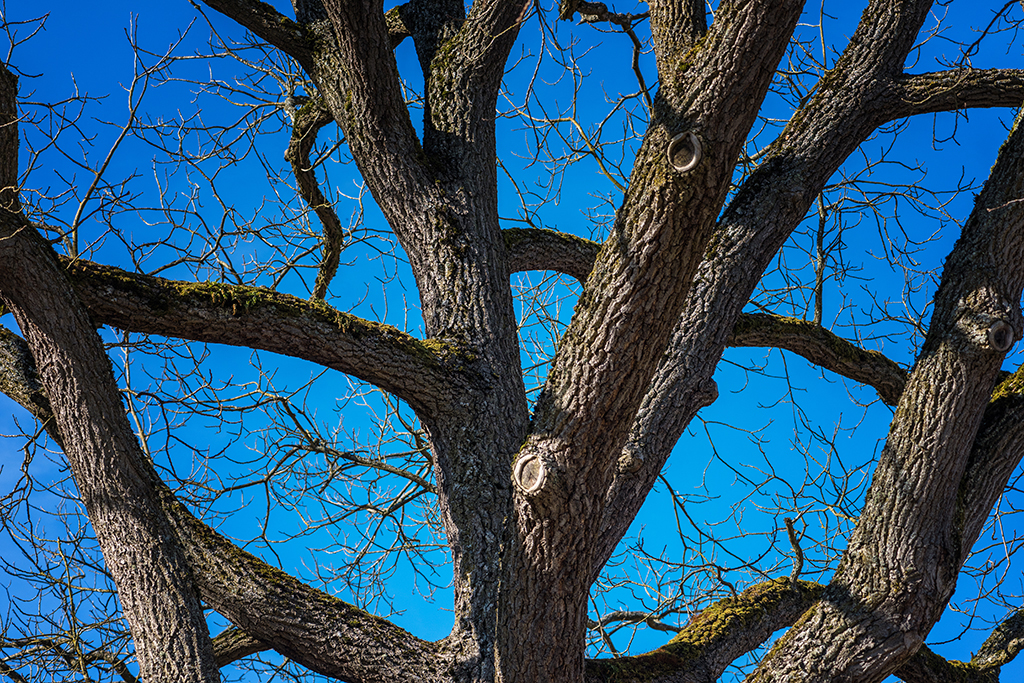 Lots of Branches