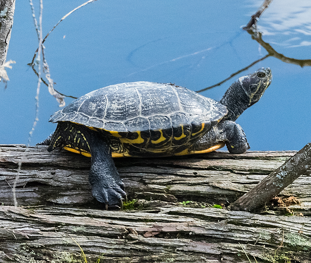 Turtle - let me take his picture finally