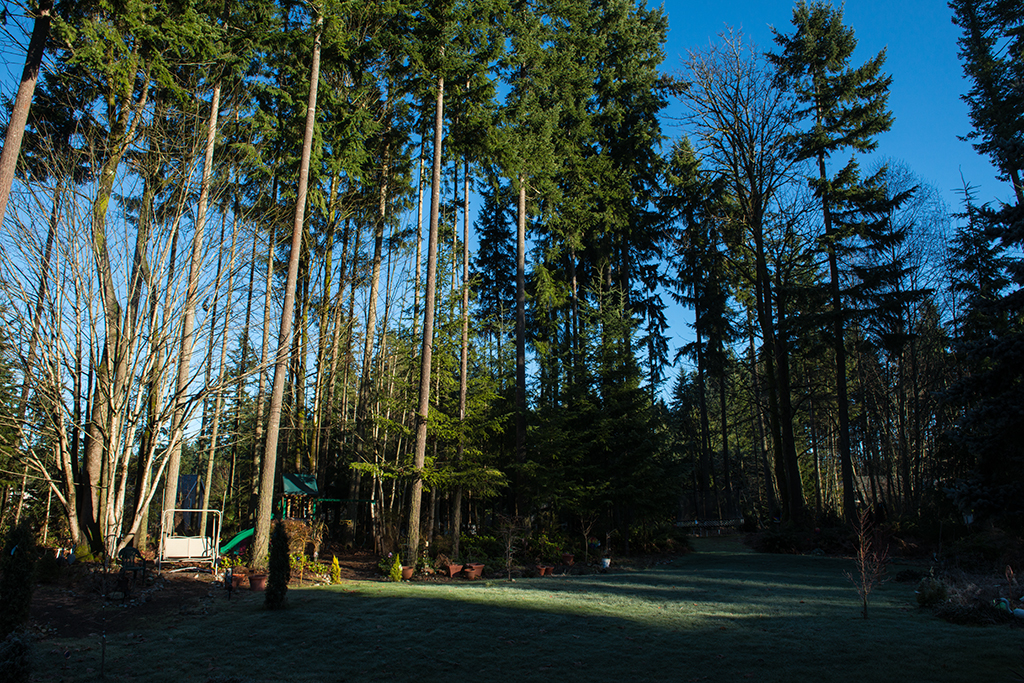 Back yard on sunny Jan 2