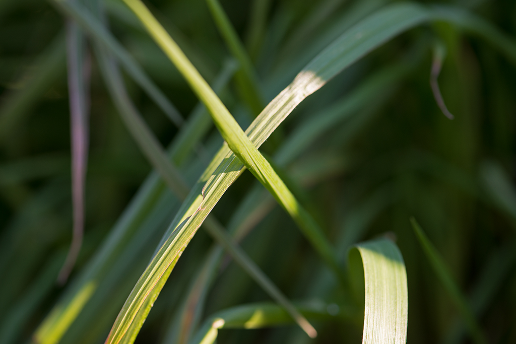 Blades of grass cross, macro shot