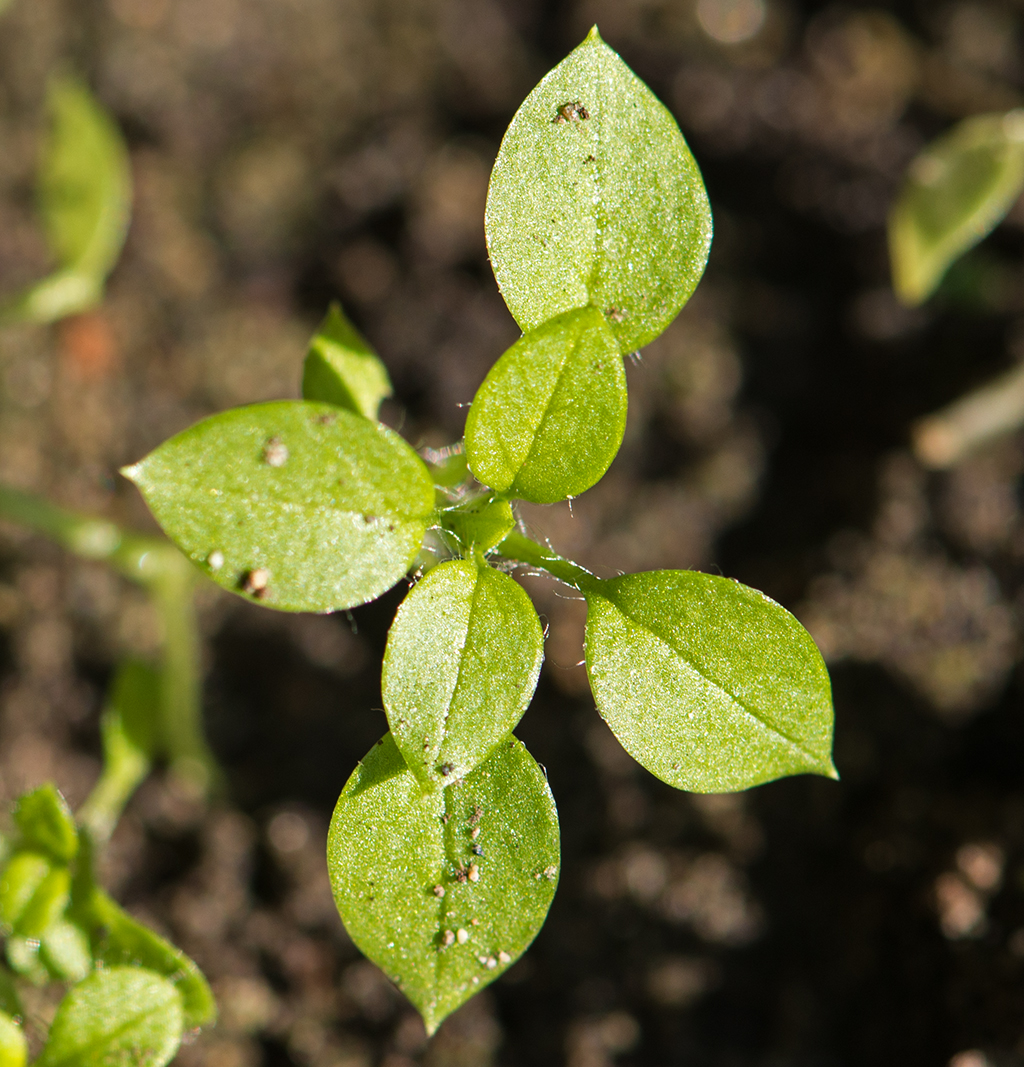 Tiny leaves, macro shot