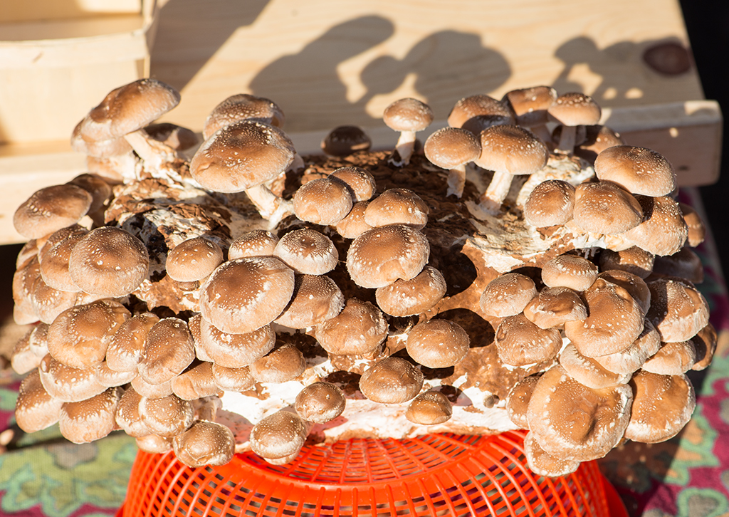 Mushrooms at farmer's market