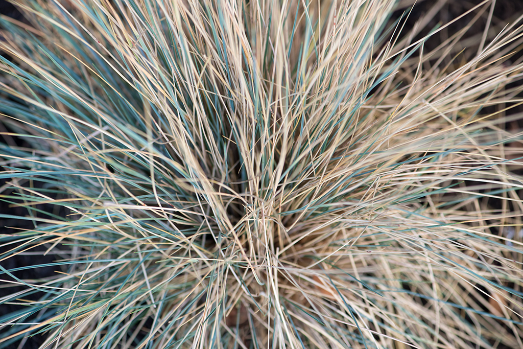 Bush or weed, macro shot