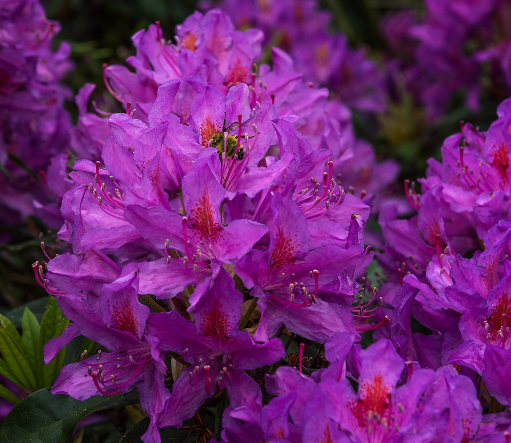 flowers and bees