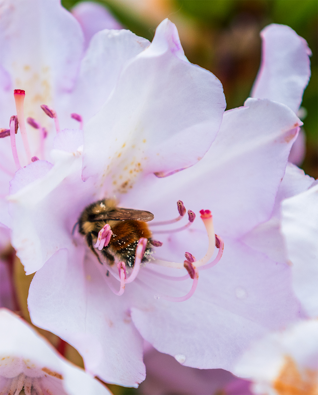 flowers and bees