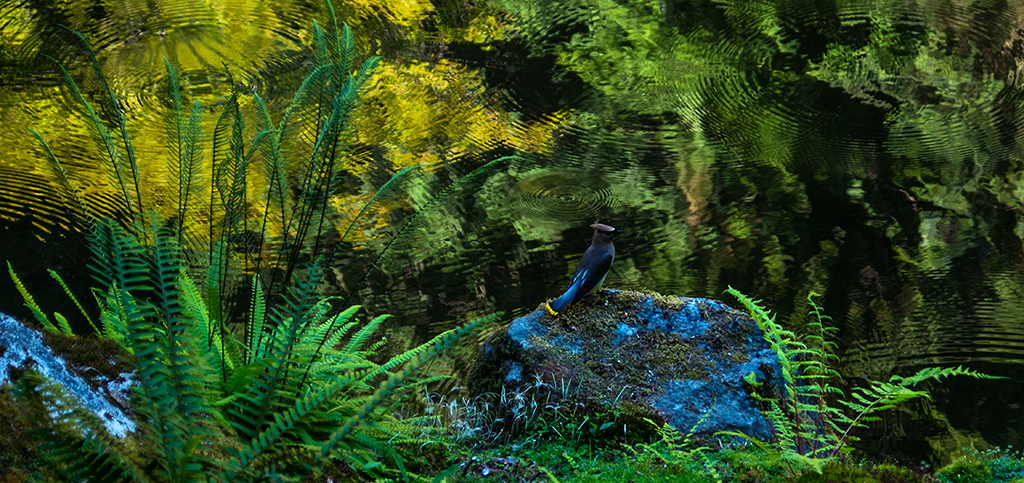 Bloedel colors