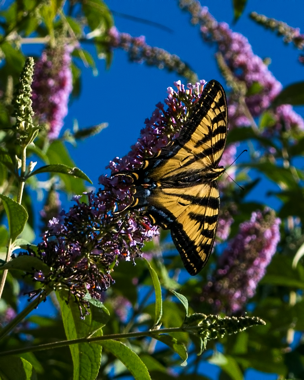 Elusive Butterfly