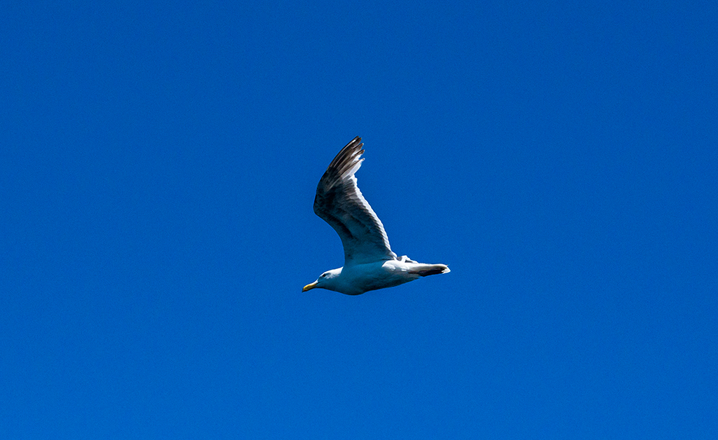 Flying over Ferry - yet another seagull