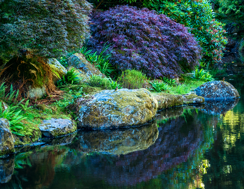 Colors in one of many ponds on Bloedel Reserve