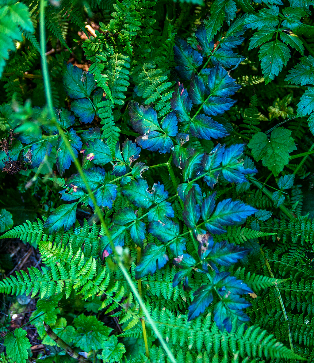 Blue and Purple Oregon Grape-like Plant