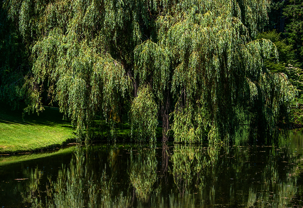 Willow and pond