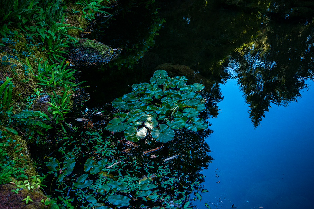 Lily pads