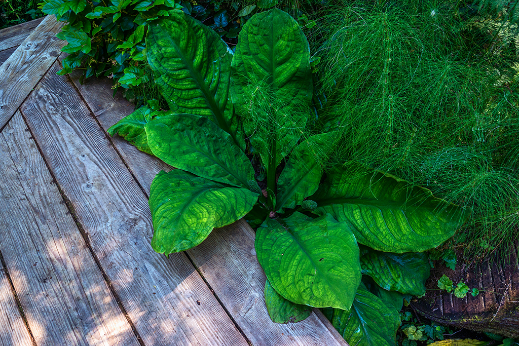 Skunk cabbage