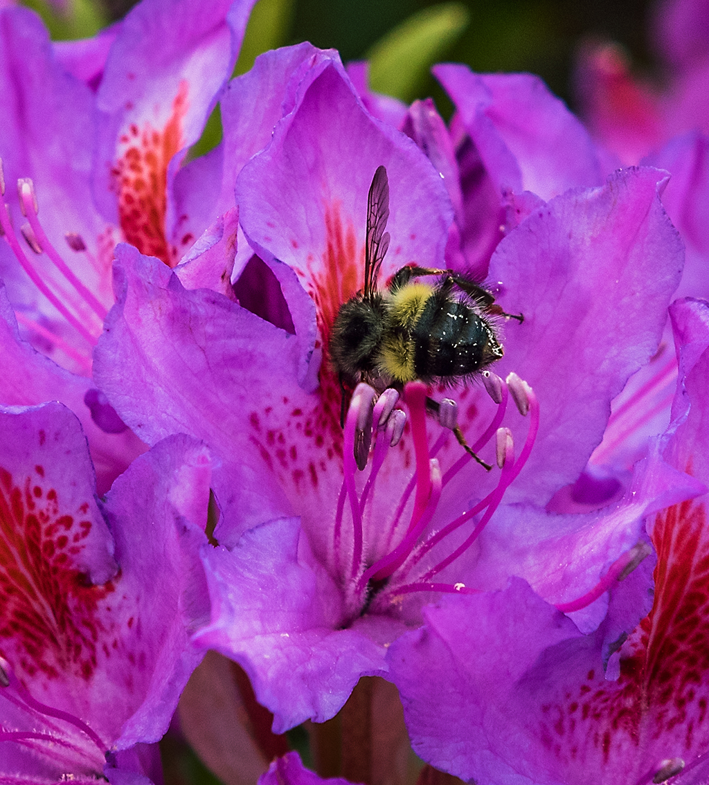 Rhododendron and Bee