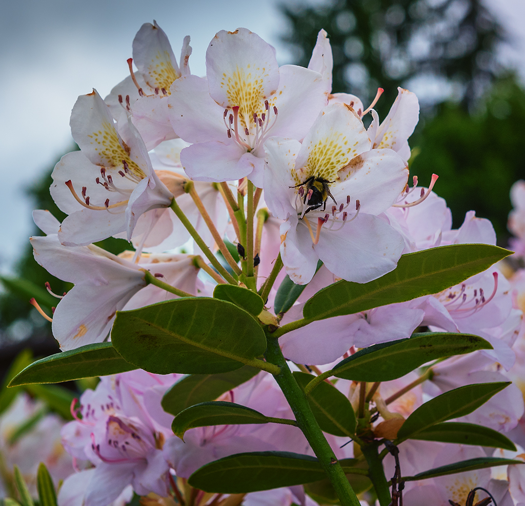 flowers and bees