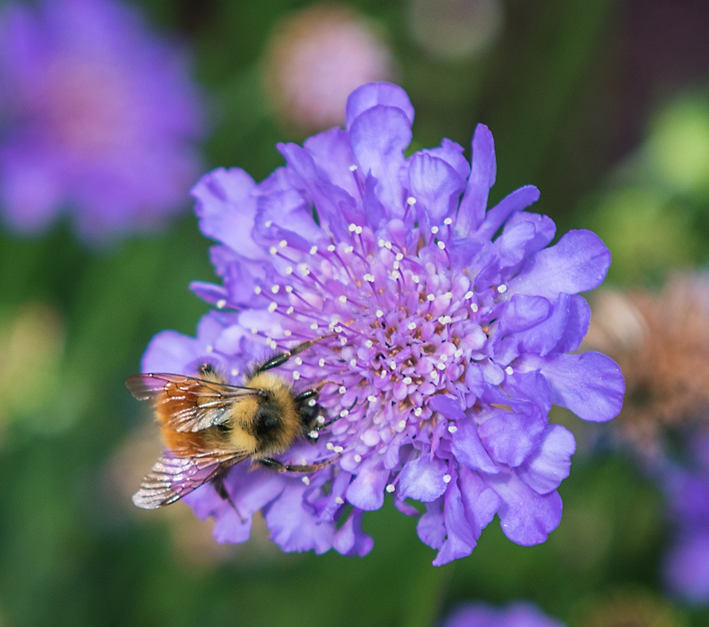 flowers and bees