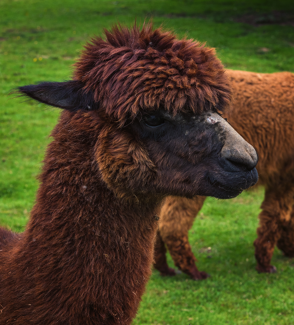 Alpaca