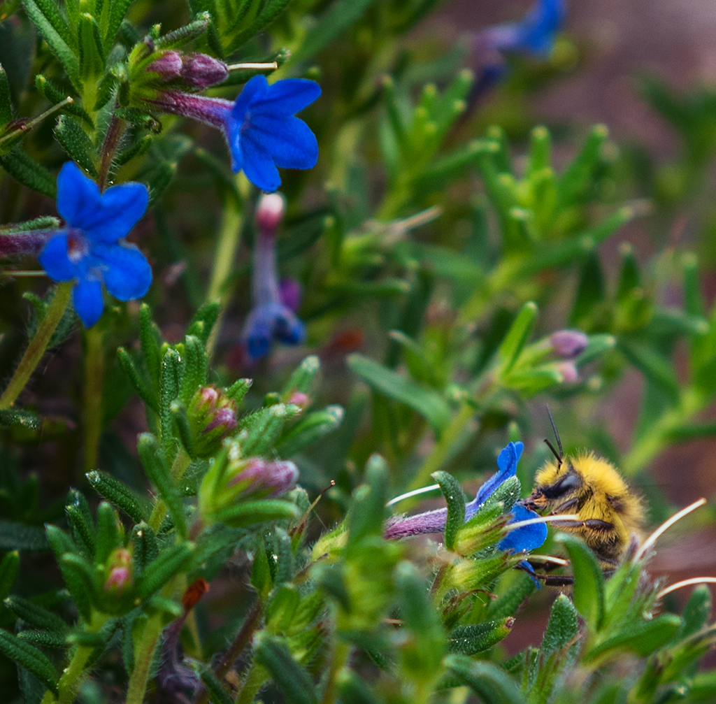 flowers and bees